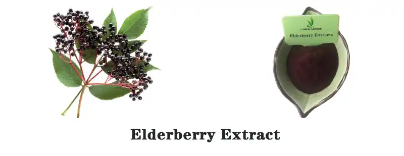 Elderberry Extract Powder Factory.jpg